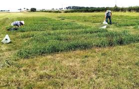 Fertilisation raisonnée des prairies